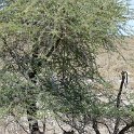 NAM OSHI Etosha 2016NOV27 090 : 2016, 2016 - African Adventures, Africa, Date, Etosha National Park, Month, Namibia, November, Oshikoto, Places, Southern, Trips, Year